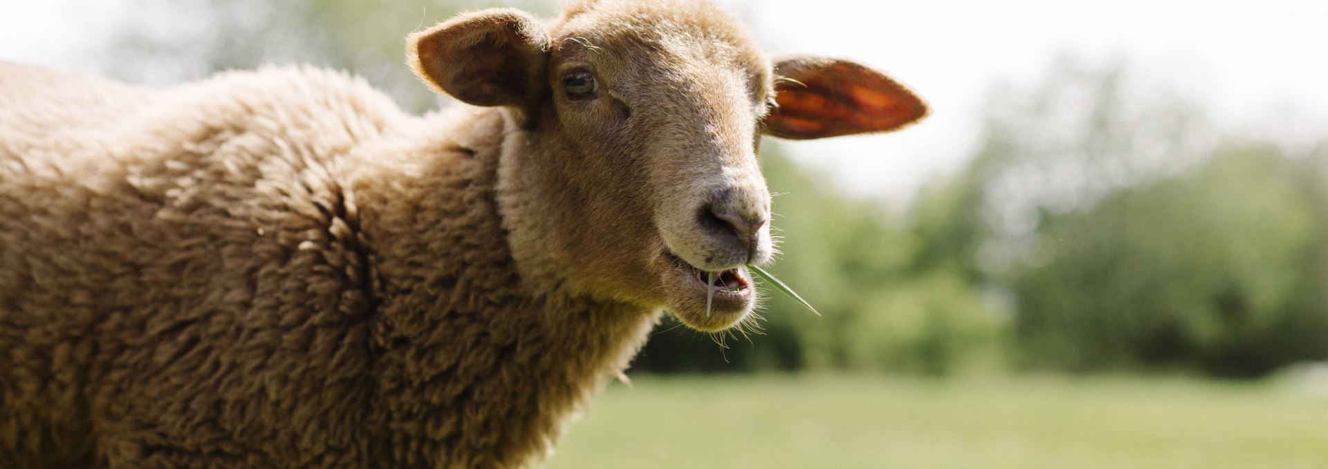 Valentina auf der Schafweide, © Land der Tiere