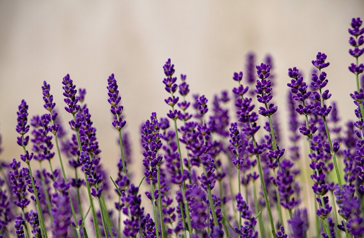 Lavendel, © Pixabay