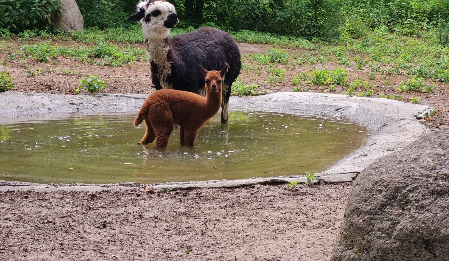 Alpakas haben ein sehr dichtes Fell und genießen darum auch gern mal ein Bad., © Tierpark Wolgast