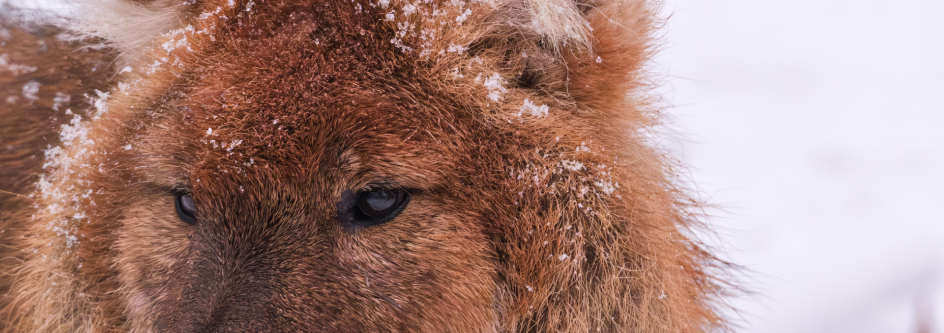 Wintersafari im Zoo Schwerin, © Zoo Schwerin