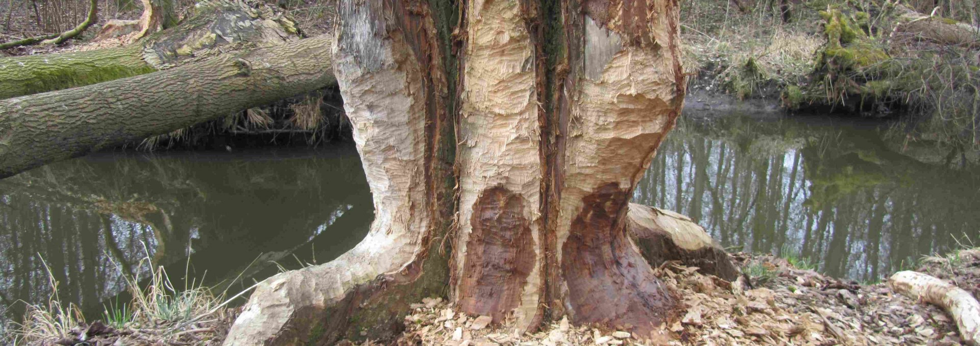 Von Bibern benagter Baum, © Gudrun Marin-Ziegler