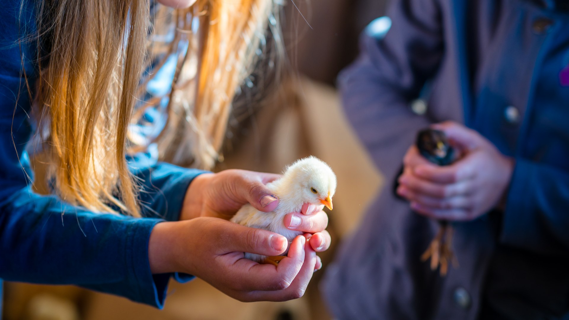 Leben auf dem Bauernhof: Immer wieder gibt es neue Freunde zu begrüßen, wie hier im Hühnerstall., © TMV/Tiemann