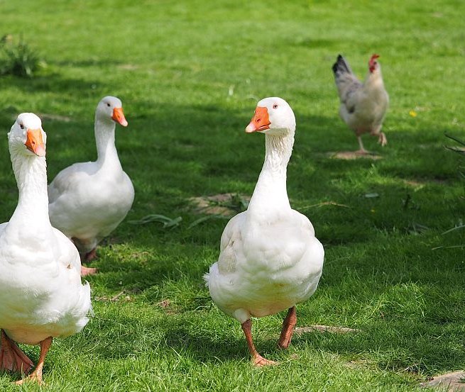 Auf dem Hof leben neben Gänsen auch noch Kühe, Hühner, Kaninchen und Katzen., © Ferienhof Hafflandsichten