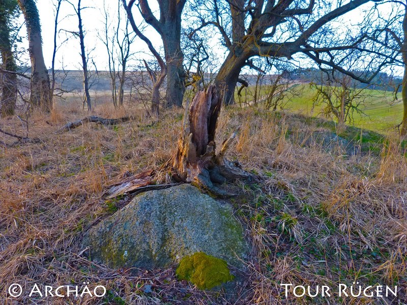 das Großsteingrab inmitten eines baumbestandenen Hügels, © Archäo Tour Rügen