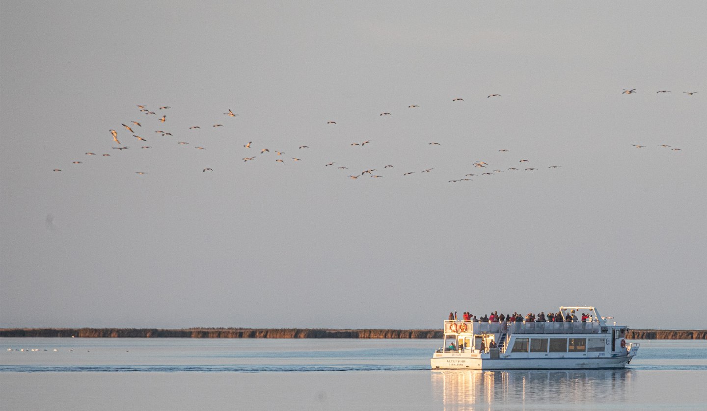 Beobachten Sie das faszinierende Naturschauspiel der majestätischen Kraniche bei einer Schiffstour ab Stralsund durch den Nationalpark Vorpommersche Boddenlandschaft zum Schlafplatz der Kraniche Nähe „Pramort“., © Weiße Flotte GmbH