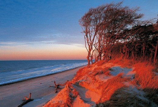 Windflüchter im Morgenrot am Darßer Weststrand, Fischland-Darß-Zingst, © TMV/Grundner