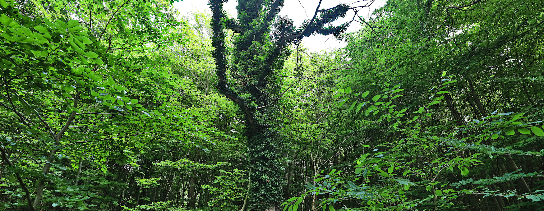 pfad-der-musse-und-erkenntnis_1, © TMV/Gohlke