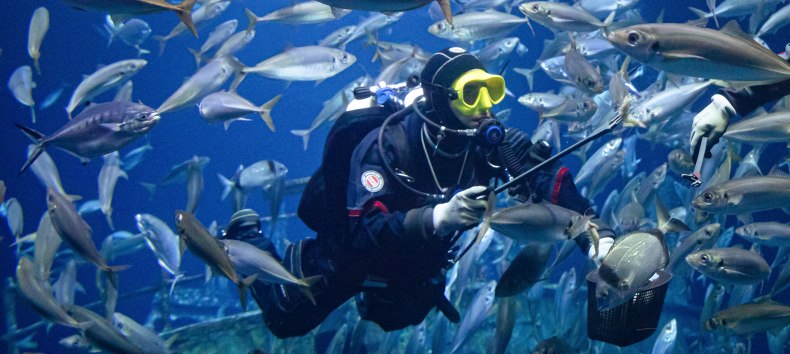 Ein Taucher im größten Aquarium des OZEANEUMs füttert die Fische. (Foto: Anke Neumeister/Deutsches Meeresmuseum)