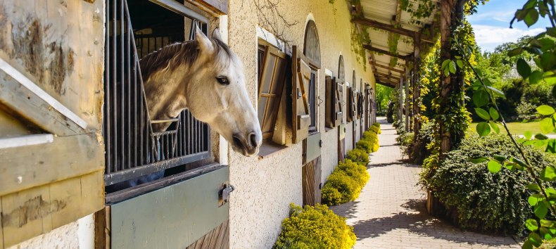 Die Reitanlagen im Land bieten viel Platz für Kinder, Erwachsene, Ponys und Pferde., © TMV/Bombis