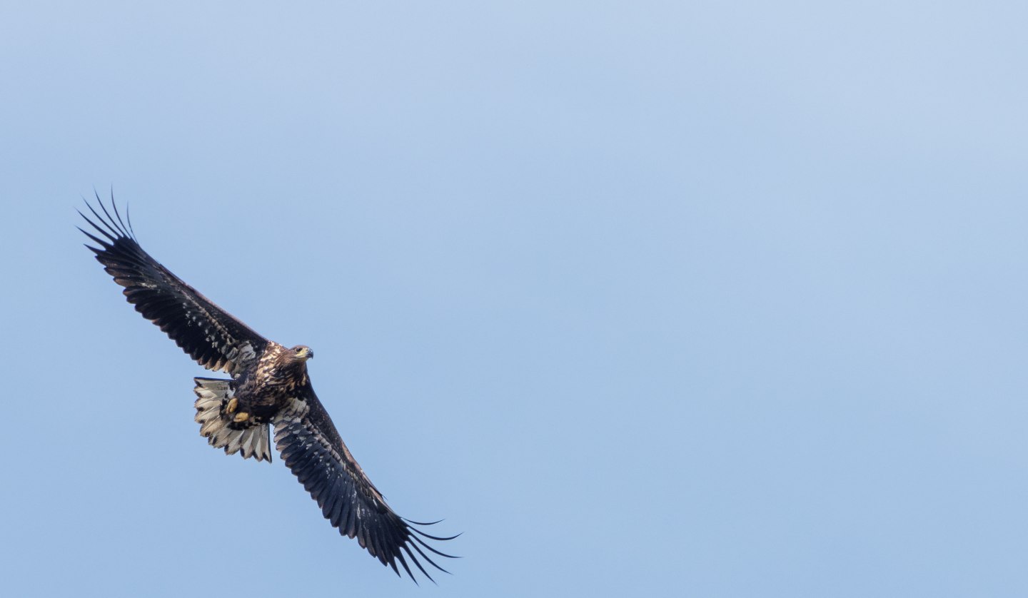 Junger Seeadler, gesehen bei meiner Seeadlertour, © Kevin Hempel/ Vogeltouren MV