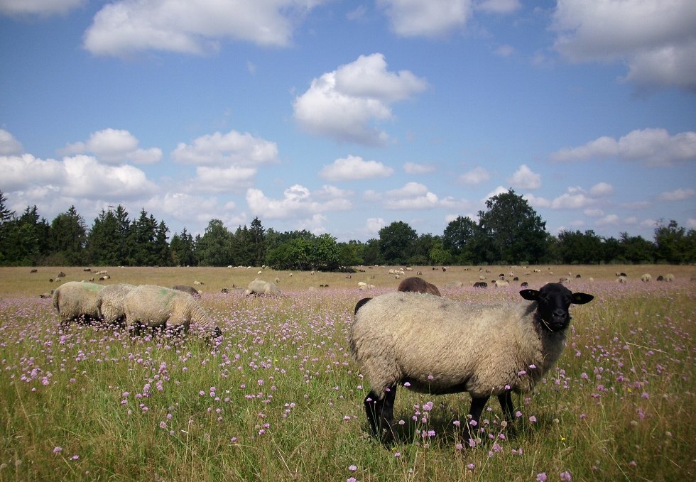 Unsere Schafe in Hullerbusch, © Schäferei Hullerbusch