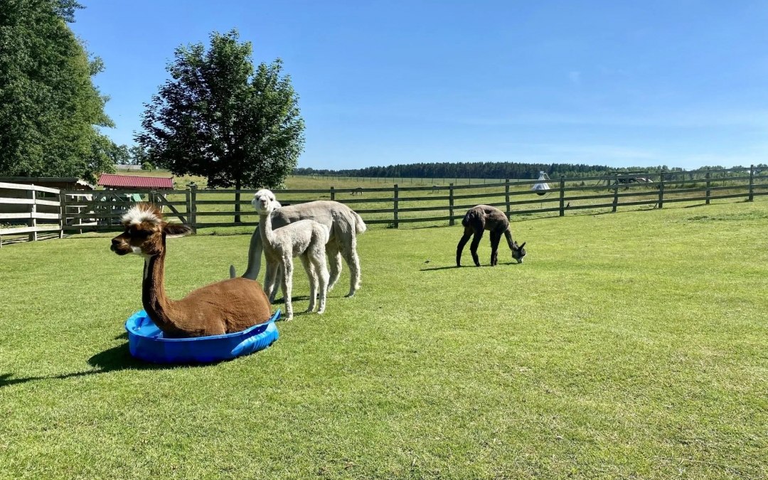 Trebeltal- Alpacas, © Anne Häusler