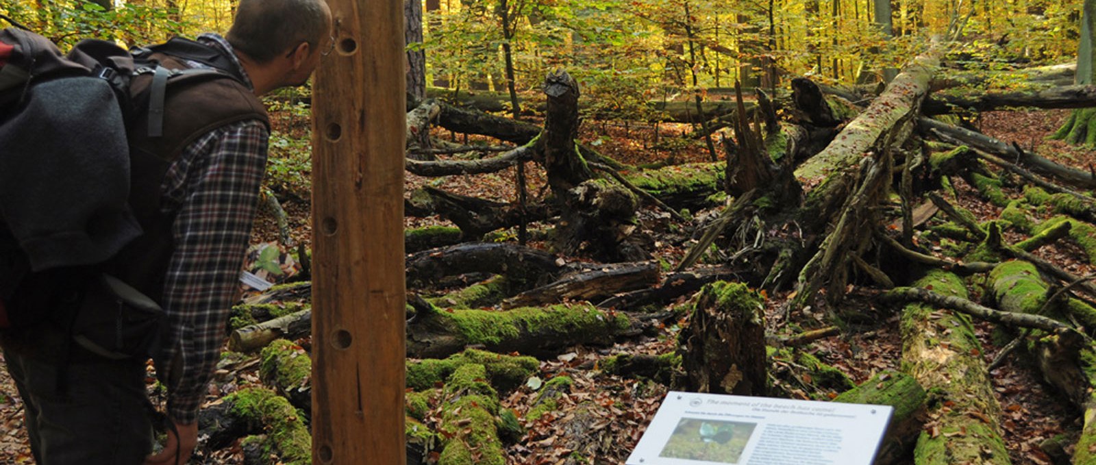 Blick auf eine umgefallene Buche, © Nationalparkamt Müritz / Lüthi-Herrmann