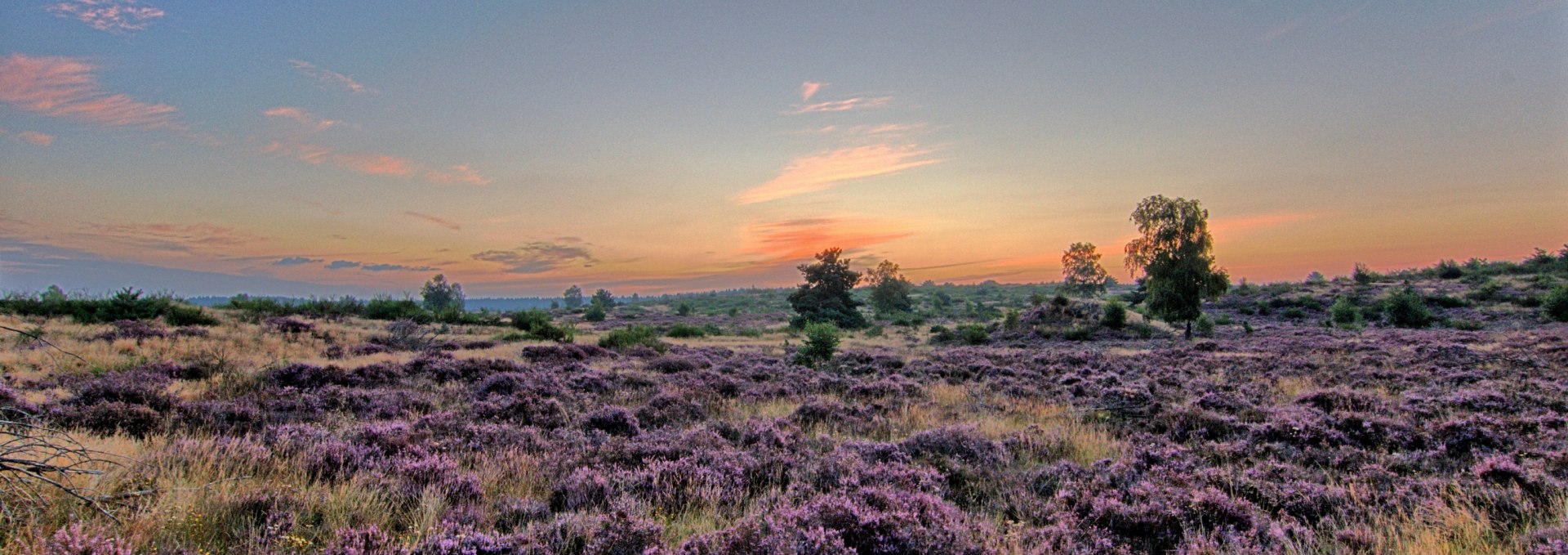 Bild-1   Die Lübtheener Heide, © Uwe Meyer