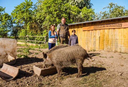 Finja, das zahme Wildschwein, war mal wieder ausgebüxt. Jetzt stärkt es sich am Sautrog., © TMV/Tiemann