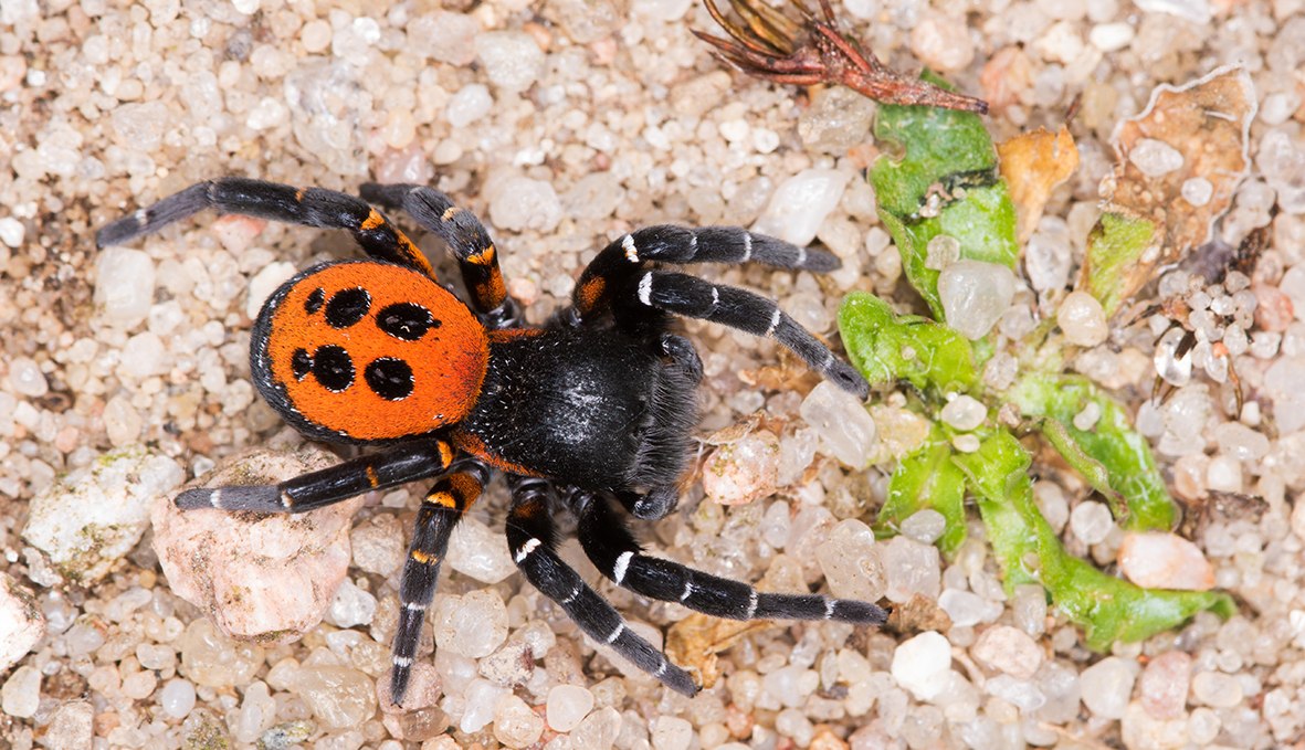 Das Männchen der Herbströhrenspinne (Eresus kollari), © Udo Steinhäuser