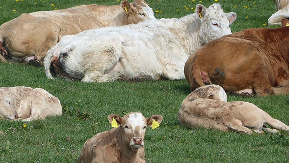 Mit im Sortiment: frisches Rindfleisch vom Bauernhof MARTIN SCHMIDT aus Dettmannsdorf, © Kölzower Hirschagrten