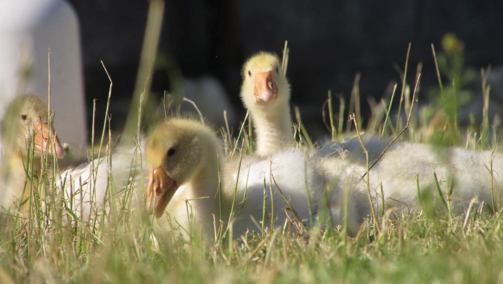 Das Wohl unserer Tiere und ihre natürlichen Bedürfnisse bleiben stets im Blick: Die Gänse ziehen im Mai als Gössel auf dem Hof ein., © Grüner Gänsehof