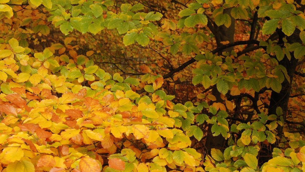 Blattgold im Unesco-Weltnaturerbe, © Slawendorf Neustrelitz