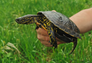 Europäische Sumpfschildkröte, © Markus Tschakert