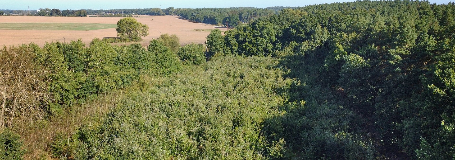 Klimawald Bad Kleinen, © Landesforst MV