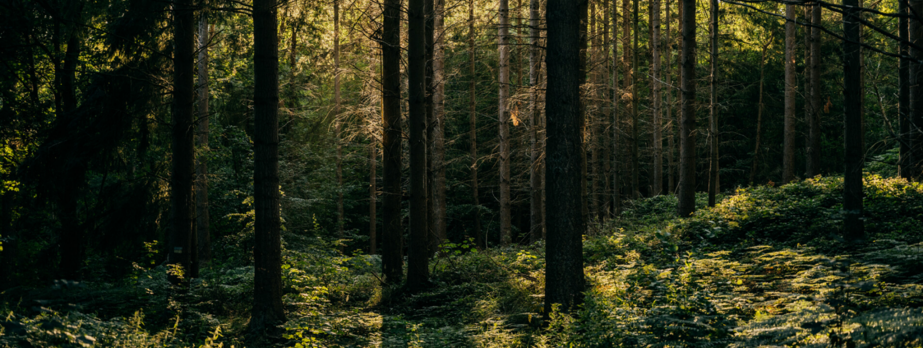 Geocaching - Schnitzeljagd im Wald, © Binzer Bucht Tourismus