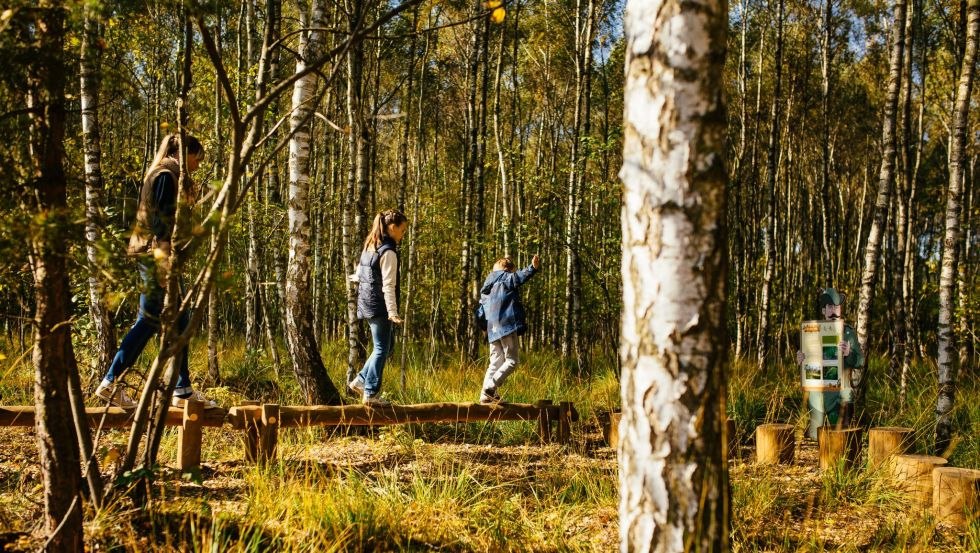 Im Birkenwald können Eltern und Kinder auf einer Balancierstrecke zusammen ihre Geschicklichkeit testen., © TMV/Roth