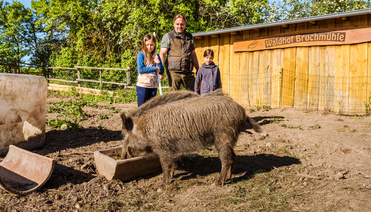 Finja, das zahme Wildschwein, war mal wieder ausgebüxt. Jetzt stärkt es sich am Sautrog., © TMV/Tiemann