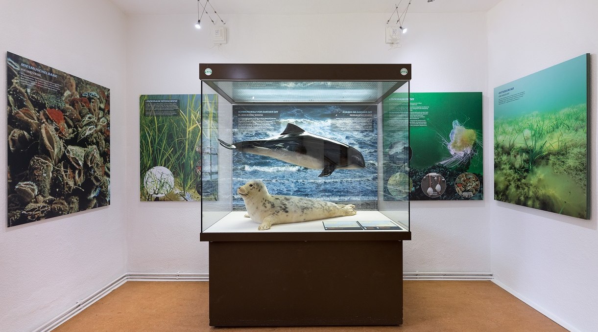 Blick in die Ausstellung im NATUREUM Darßer Ort, © Anke Neumeister/Deutsches Meeresmuseum