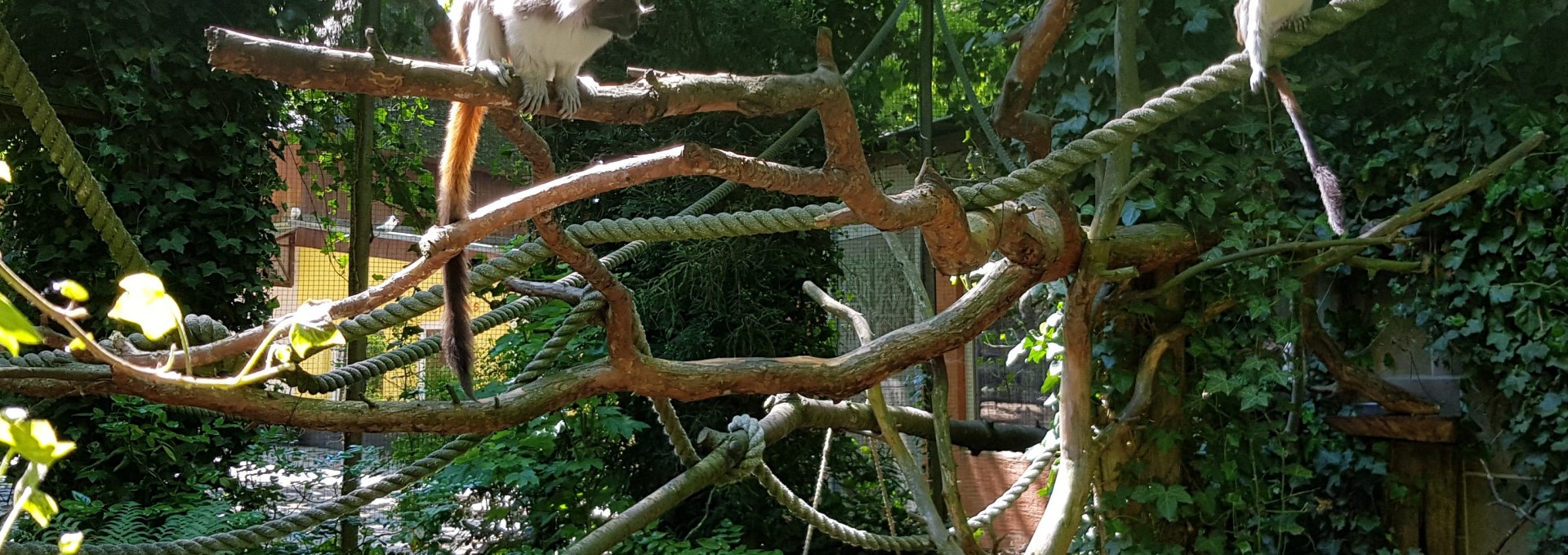 Zwergaffen im Zoo Stralsund, © Zoo Stralsund