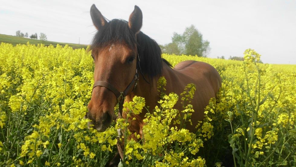 Mit dem Hof Silberweide die größte Rapskammer Deutschlands entdecken, © Hof Silberweide/ Alrun Romanus