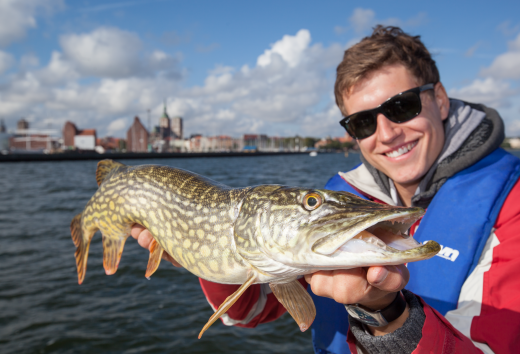 Fette Ausbeute: Ein Angler hat im Strelasund einen großen Hecht gefangen. Ein erfolgreicher Abschluss der Angeltour.