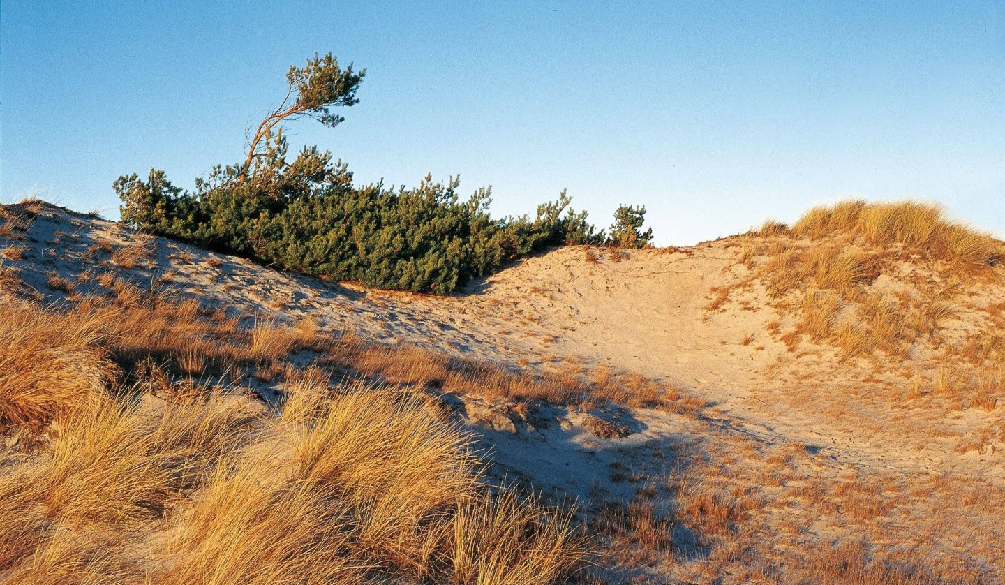 Dünenlandschaft bei Klein Schmölen, © TMV/Neumann