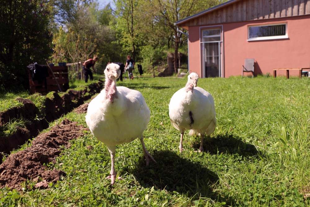 Arbeitstag im Land der Tiere, © Land der Tiere