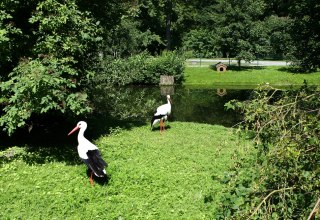 Störche im Grimmener Tierpark, © Sabrina Wittkopf-Schade