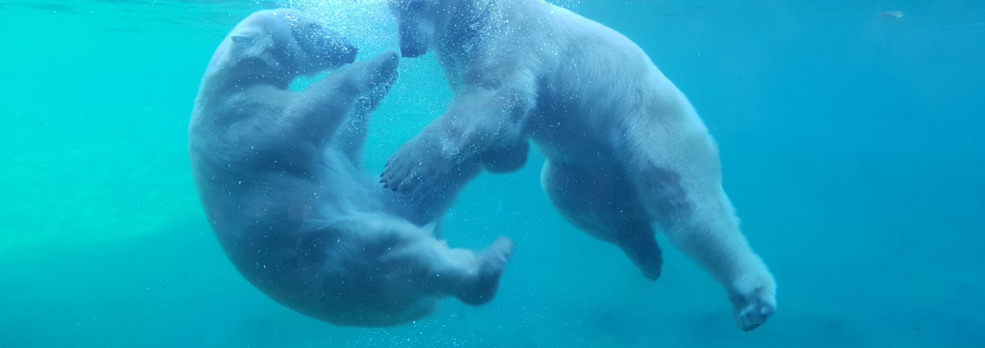 Den Eisbären ganz nah im Polarium, © Zoo Rostock/Bruhn
