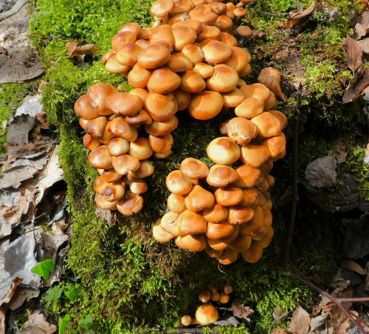 Naturerlebnis–Wanderung "Frühjahrspilze und Vogelstimmen", © Lutz Spindler