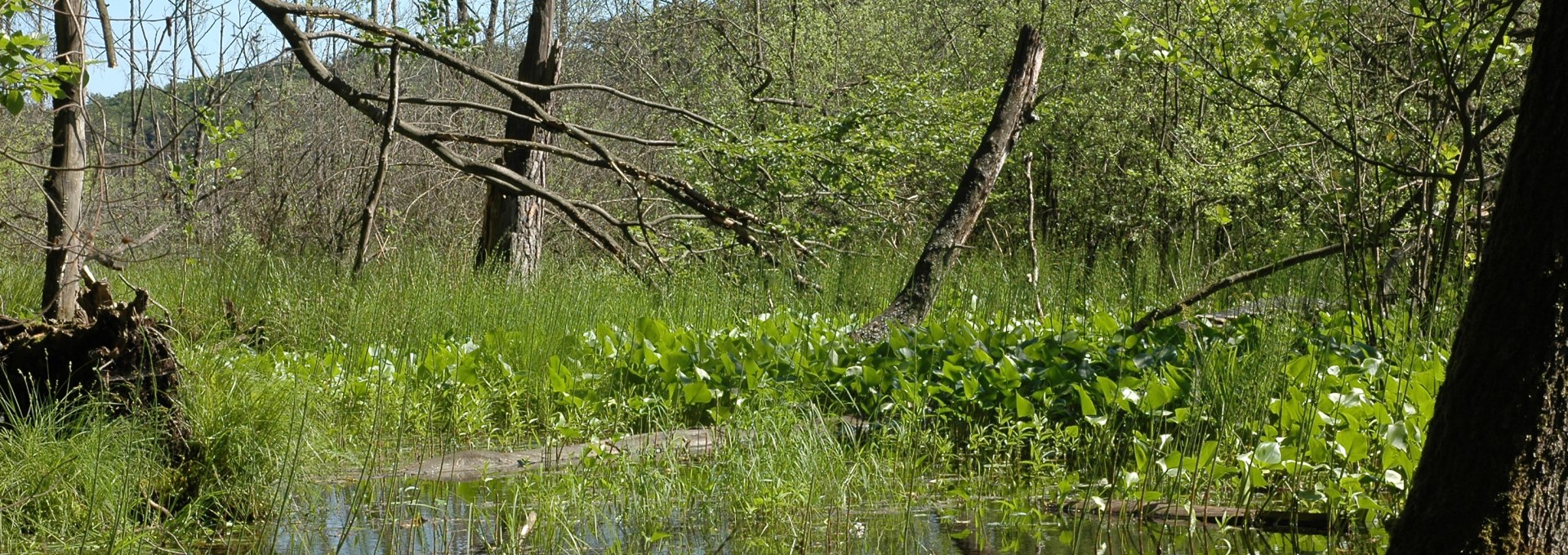 Blick vom Moorsteg auf das Moor bei Serrahn, © NPA Müritz