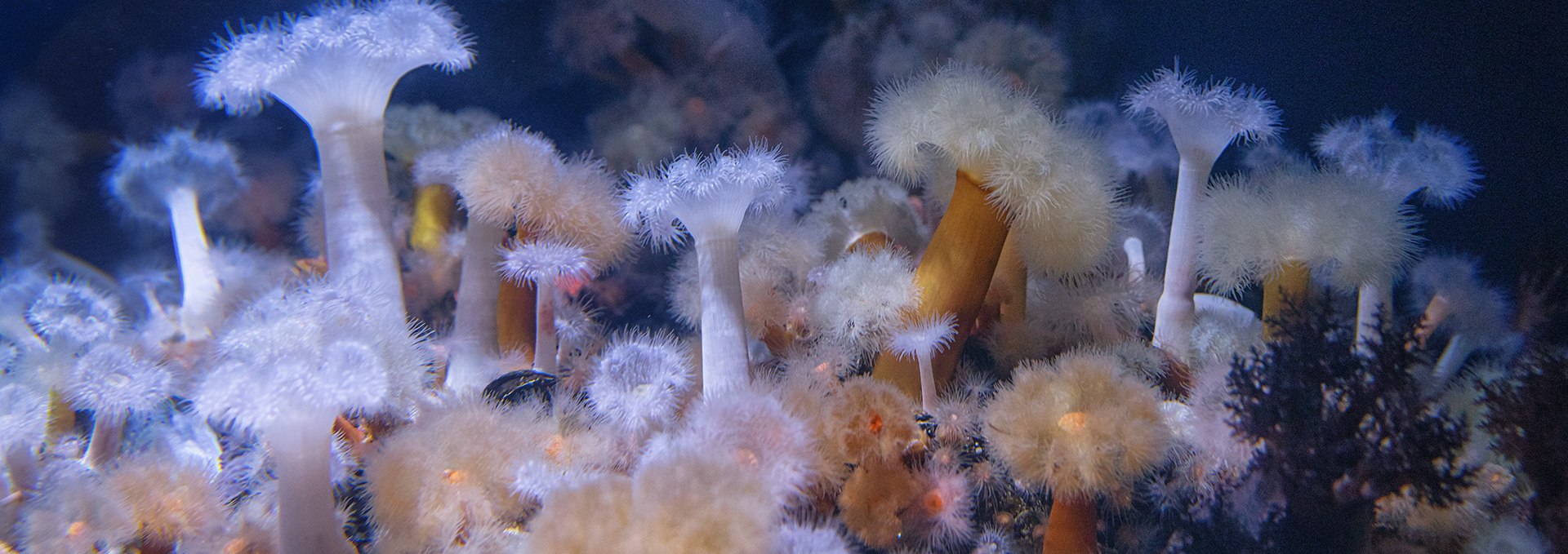 Ein Meer aus Seenelken veranschaulicht einen „Unterwassergarten“ (Foto: Anke Neumeister/Deutsches Meeresmuseum)