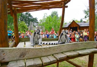 Lemurenfütterung im Vogelpark Marlow, © Vogelpark Marlow