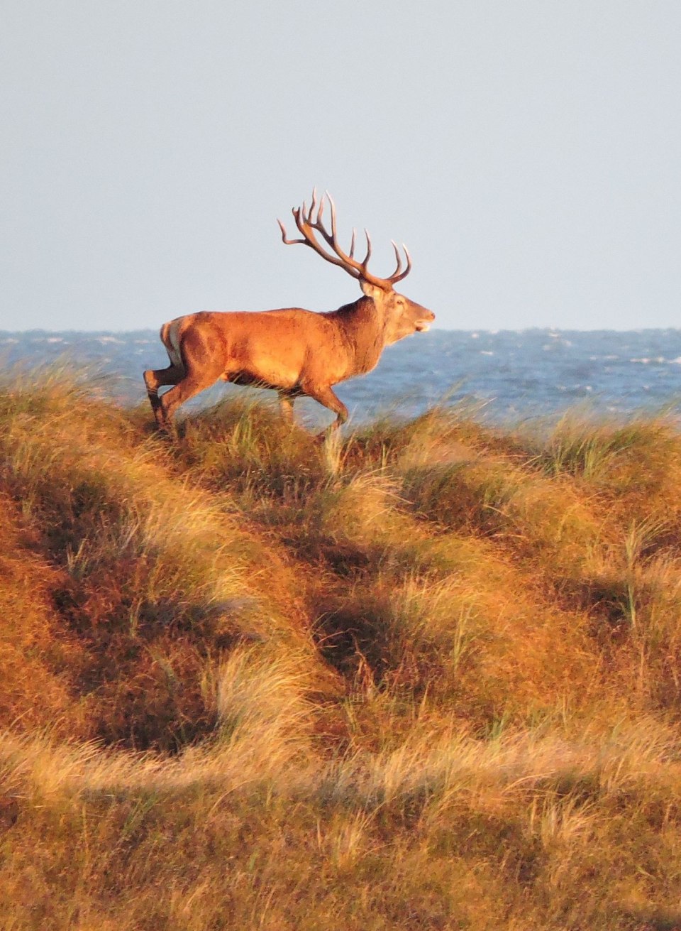 Ein stattlicher Hirsch schreitet majestätisch über die Dünen an der Ostseeküste, während die frische Meeresbrise durch das Gras weht – ein beeindruckender Moment in der rauen Schönheit der Natur.