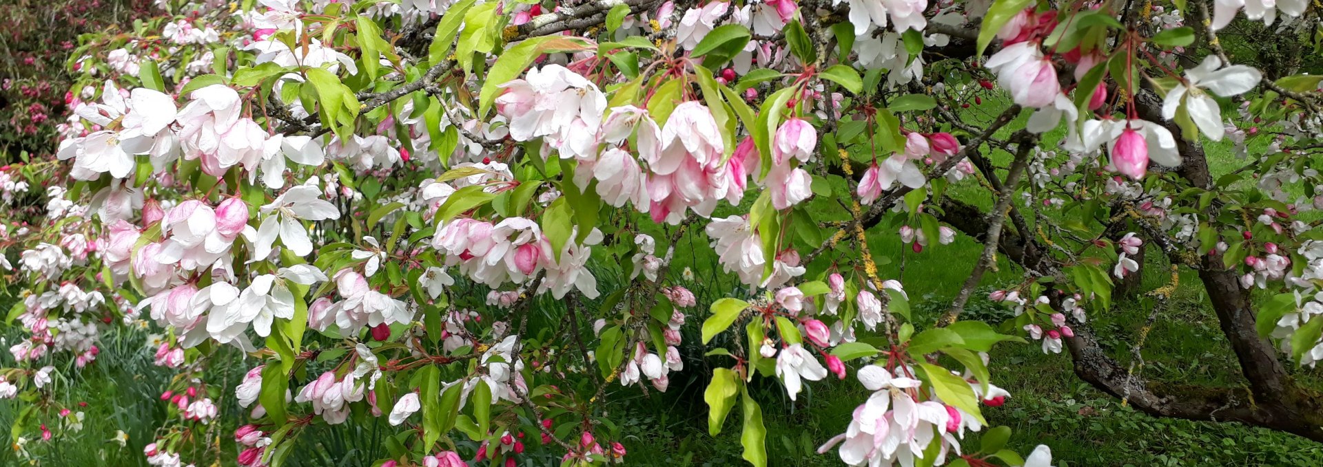 Apfelblüte im Arboretum Greifswald, © Angela Pfennig