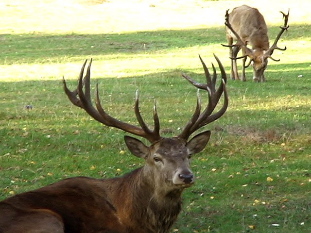 Wildpark Boek, © TDG Rechlin