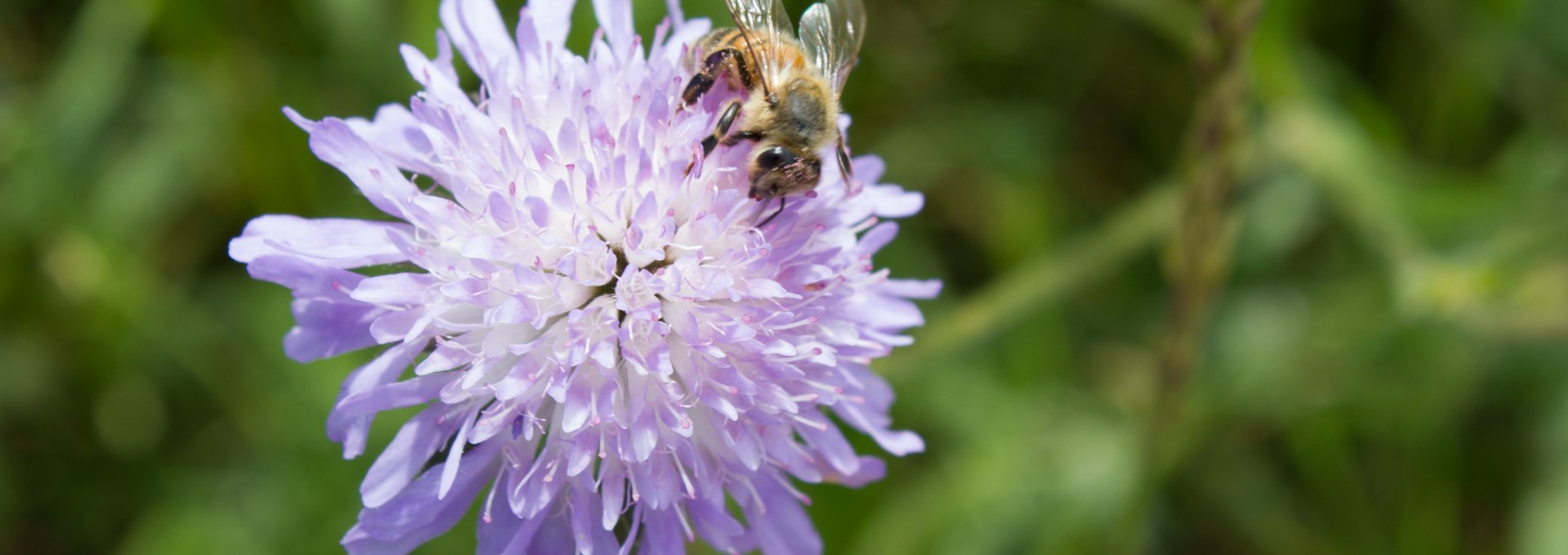 Überall Summen und Brummen im Garten des Wildkräuterhofs Winkelkraut, © Wildkräuterhof Winkelkraut / Antje Conrad