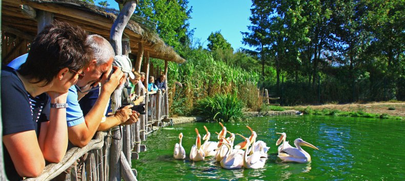 Pelikanfütterung im Vogelpark Marlow, © Vogelpark Marlow