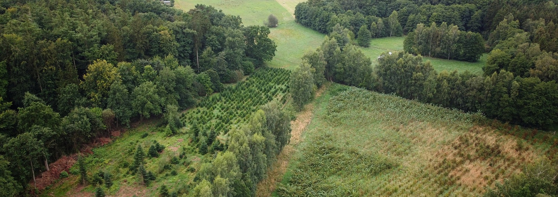 Klimawald Sehlen, © Landesforst MV