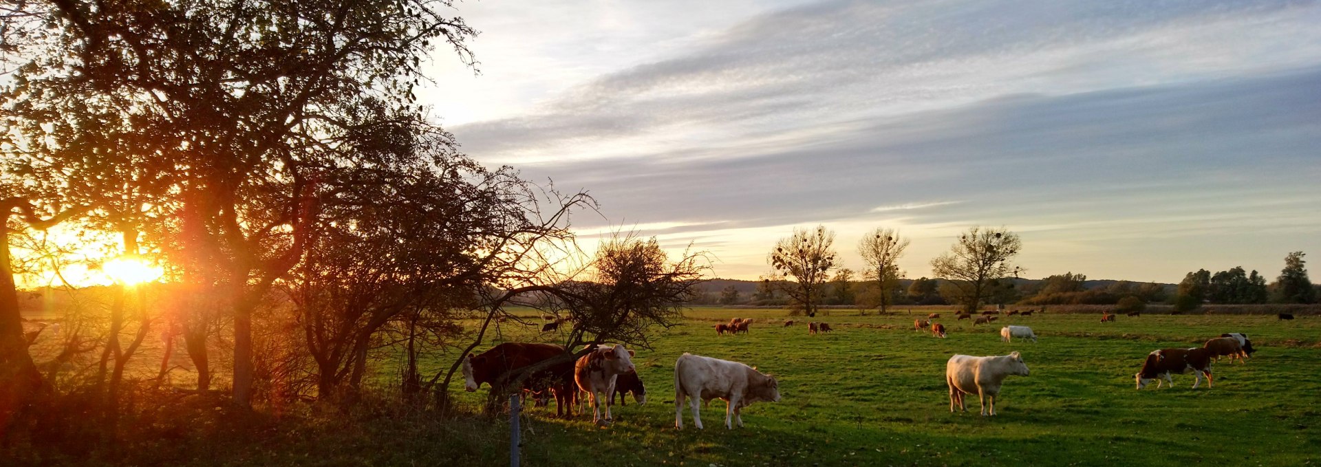 Besuch beim heimischen Rindvieh, © Jana Koch