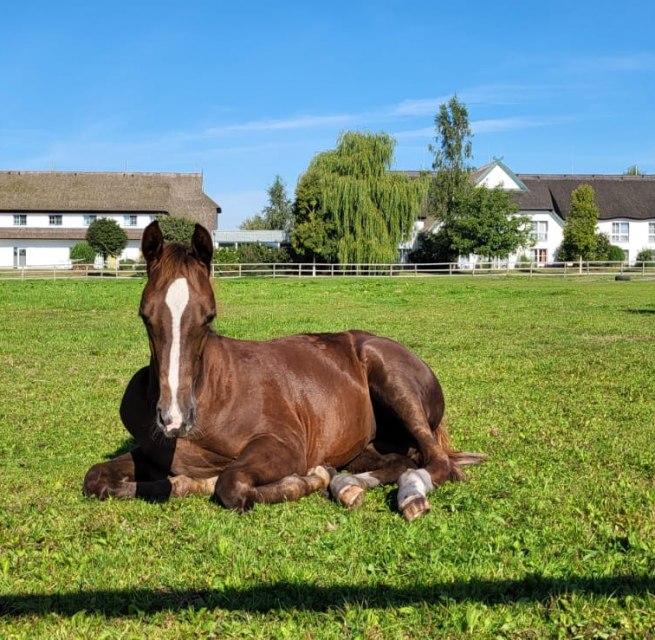 Fohlen auf unserer Weide direkt am Hotel, © Hotel Friesenhof