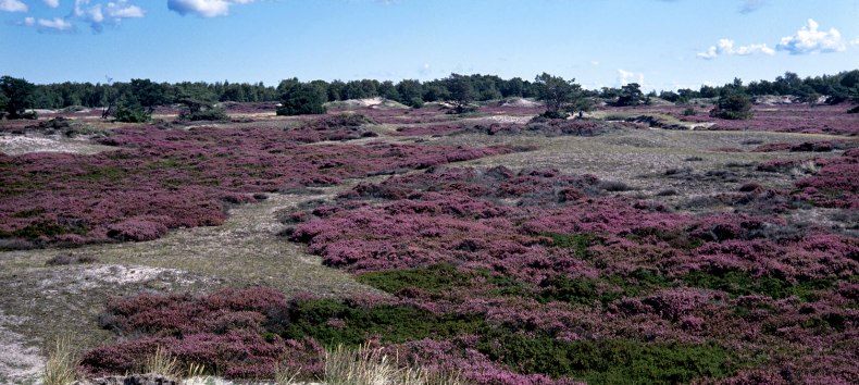 Heideblüte auf Hiddensee, © NPA Vorpommern