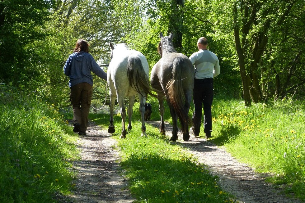 Entspannung durch Pferd und Natur, © Claudia Reder